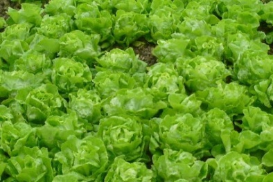 Rau bắt mắt nhờ công dưỡng chất: Phân tươi+nước thải!